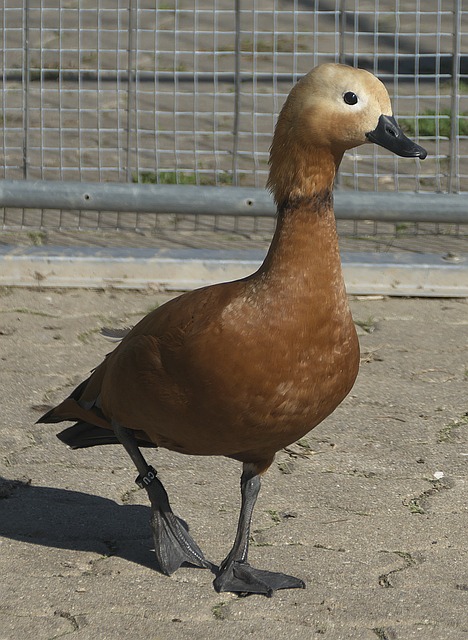 自己